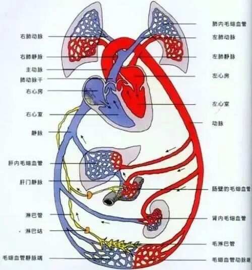 用绳子编出五脏六腑，一种独特的艺术表达与生命哲学_知识解答