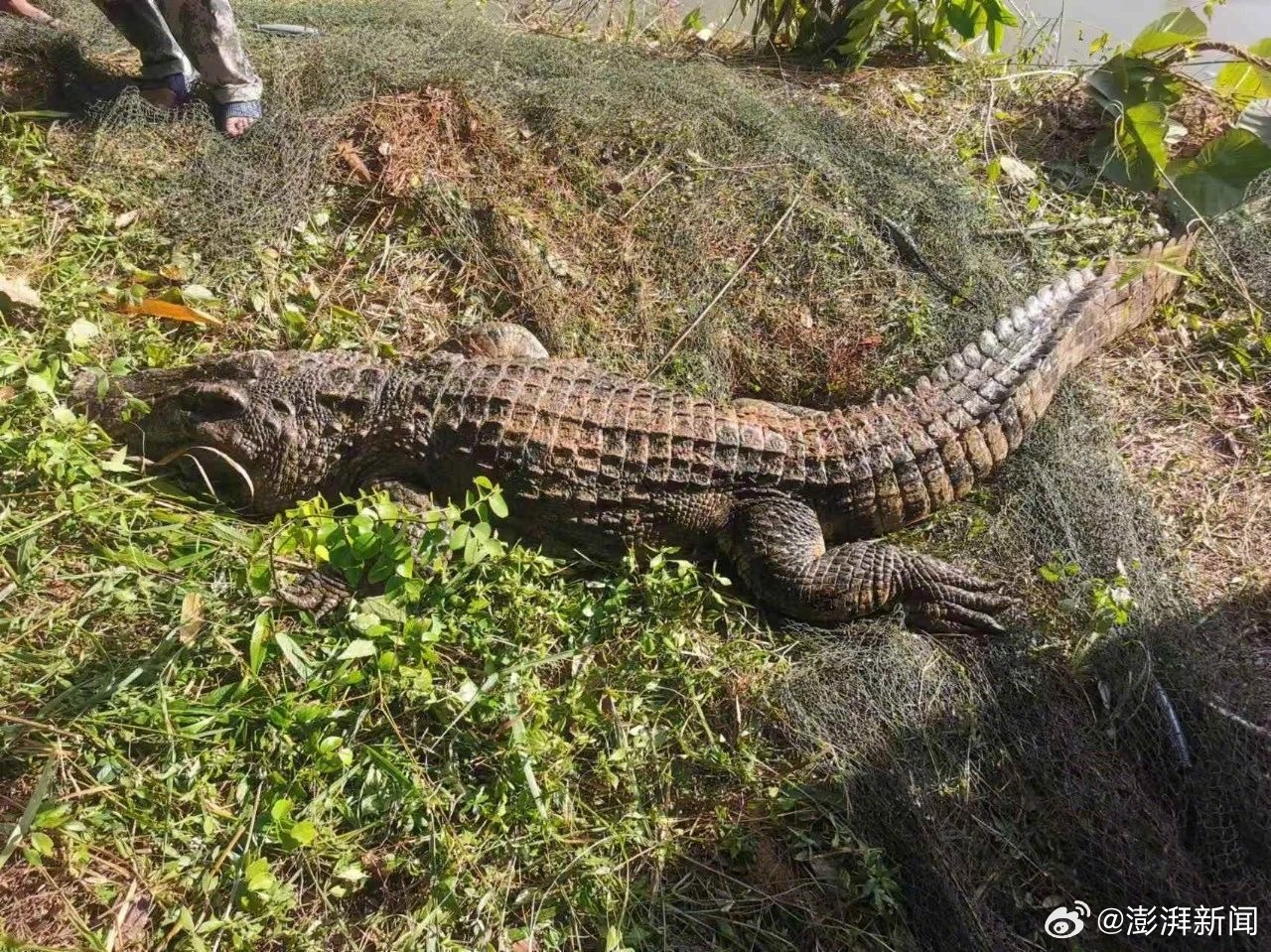 破笼脱逃的巨鳄，一场惊心动魄的追踪与救援行动_词语解释