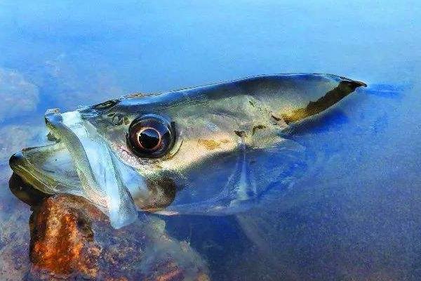 一、鳜鱼和饵料鱼同池养殖密度的研究