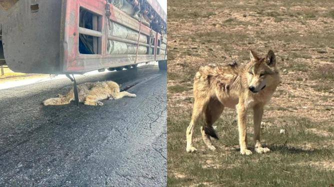 疑网红狼遭遇货车不幸事件，反思与启示