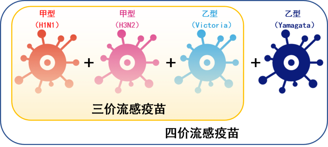 流感毒株2020，全球关注下的挑战与应对策略