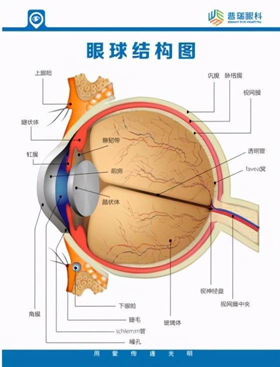 樊振东登上国防军事频道，国球英雄的军事情怀与国防精神