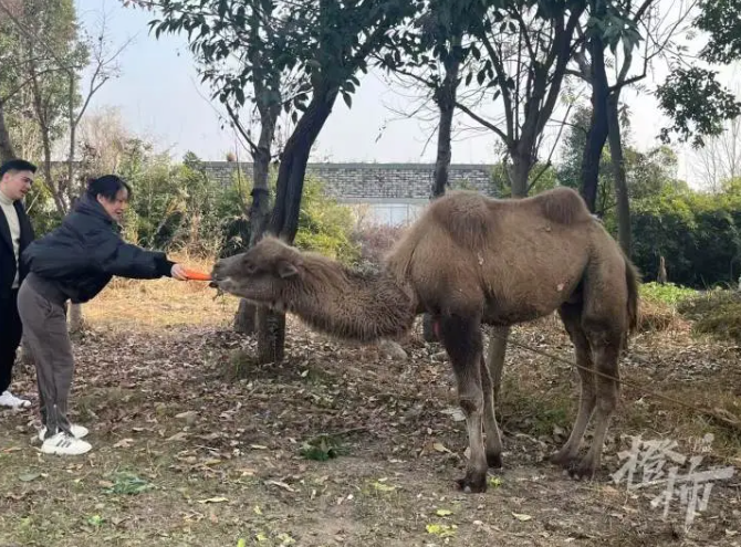 高架桥下拴了只骆驼，城市中的异色风景与深层寓意