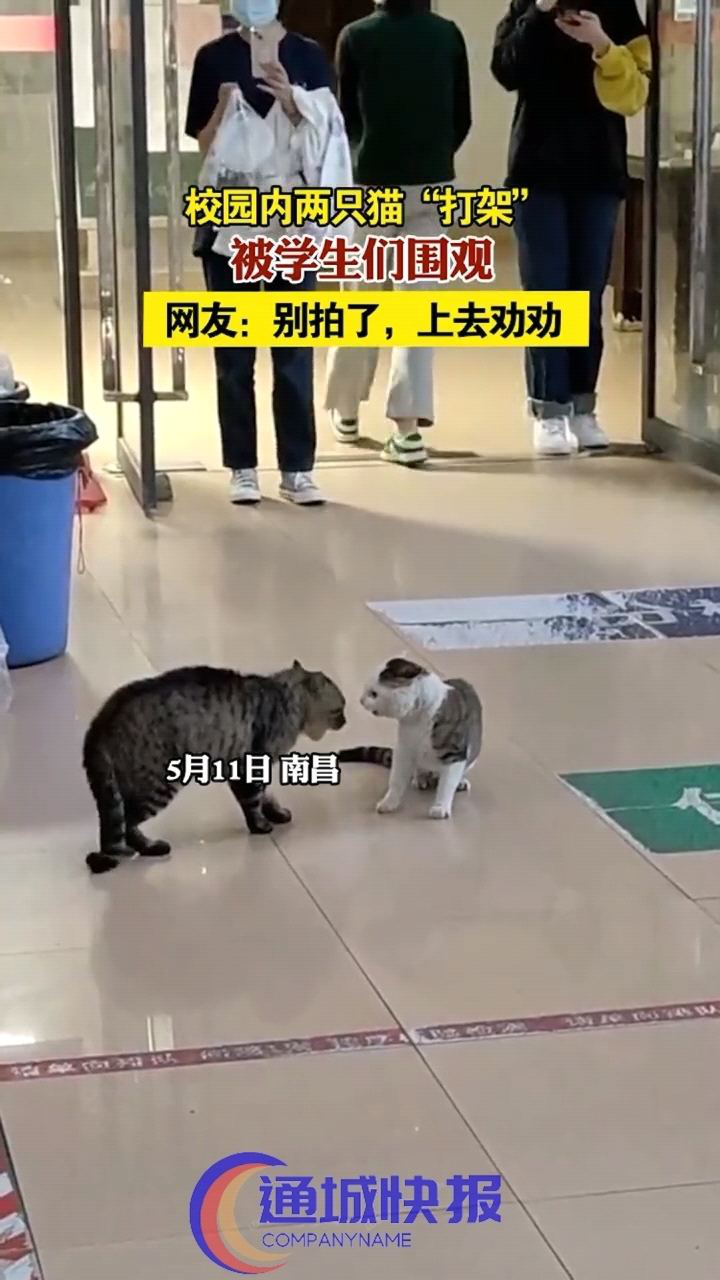 猫咪打架引围观，网友，它们在顶牛！