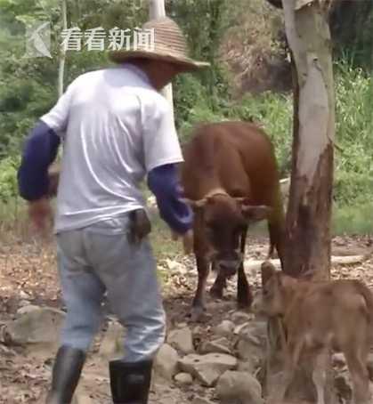 小牛落水记，母爱的哀鸣与求助之力