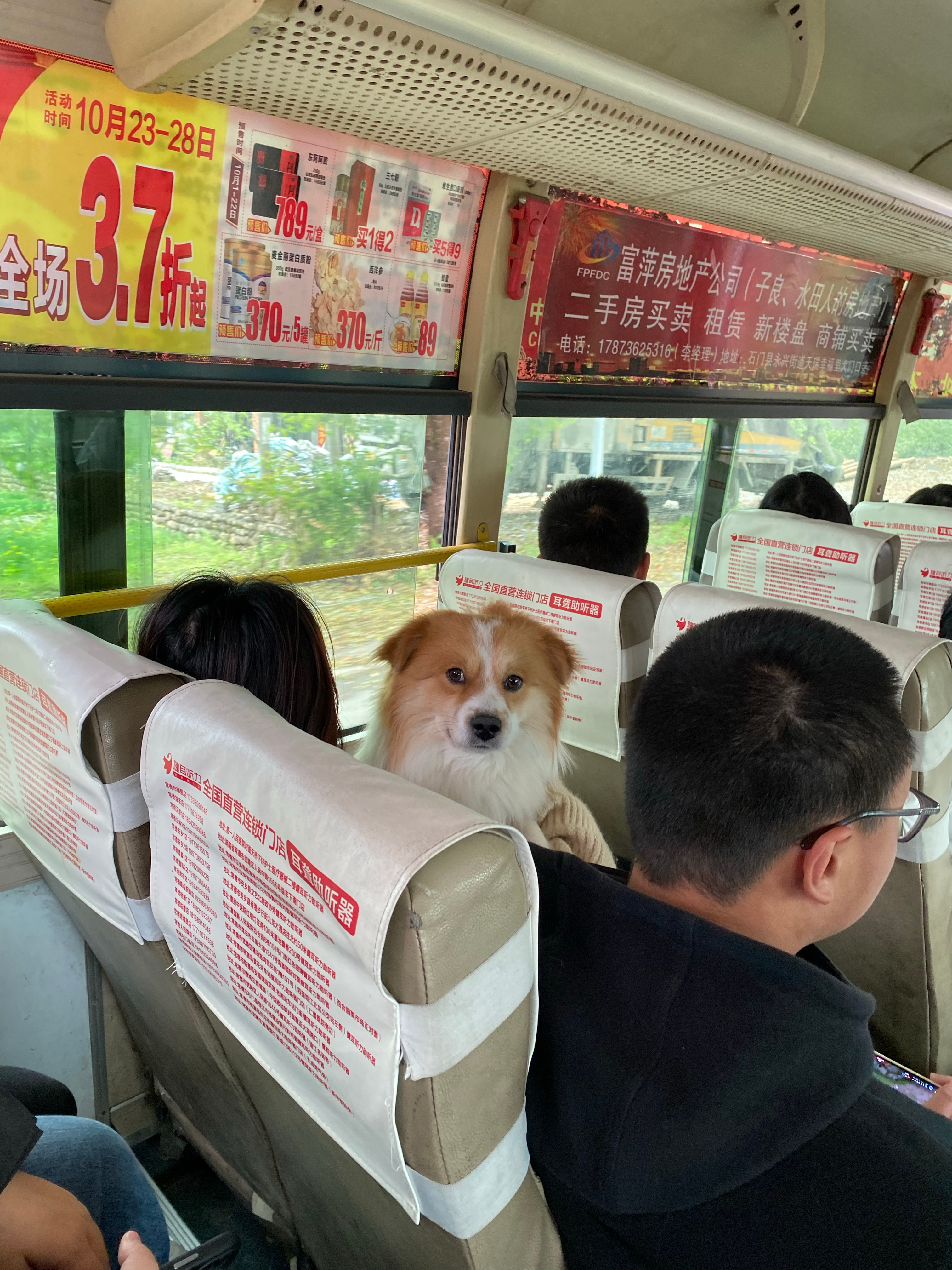 返乡狗狗专属坐票，主人车顶的温暖之旅