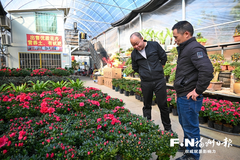 春节临近年宵花热销，热闹迎新春