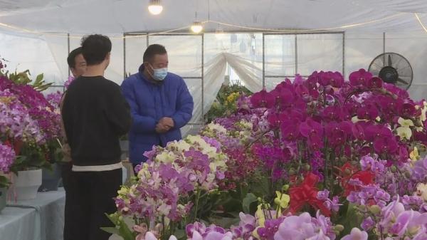 春节临近年宵花热销，迎新春氛围愈演愈烈